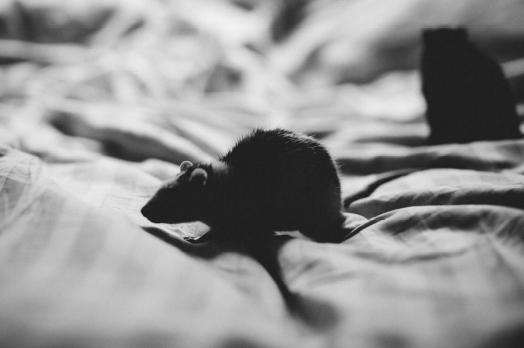 Close-up grayscale photo of a rat