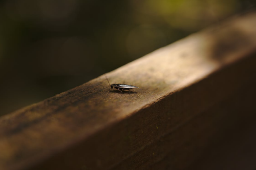 Black cockroach crawling on a wooden surface
