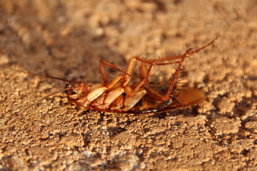 Close-up of a cockroach