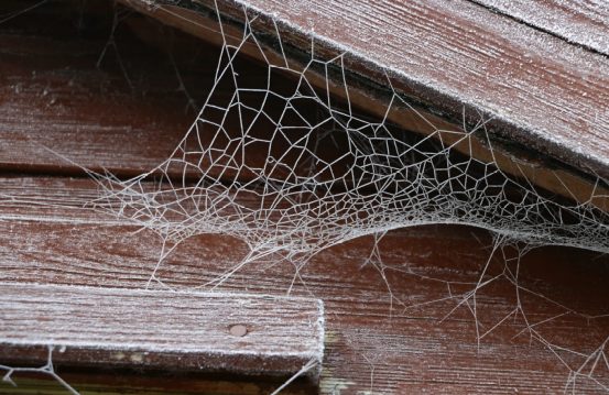 Spider web on a wooden plank outdoors