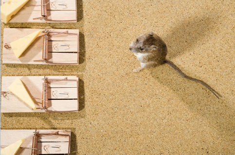 Small brown mouse caught in a wooden snap trap