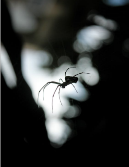 black spider on web