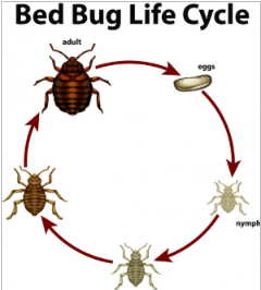 bed bug life cycle diagram