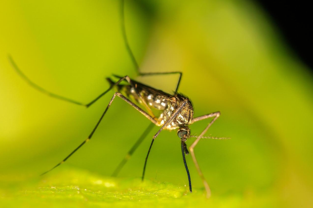 Close-up of a mosquito.