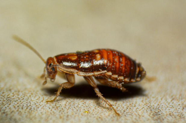 A close-up of a cockroach.