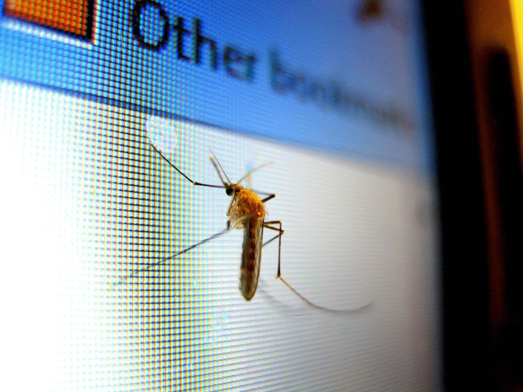Close-up of a mosquito on a computer screen.